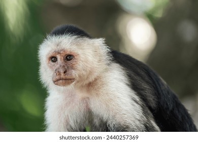 Beautiful white face monkey in Costa Rica jungle nature arrea - Powered by Shutterstock