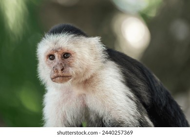 Beautiful white face monkey portrait jungle nature arrea green bokeh picture in Costa Rica but also lives in Honduras animal - Powered by Shutterstock