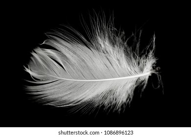 Beautiful White Feather Floating Air Isolated Stock Photo 1086896123 ...