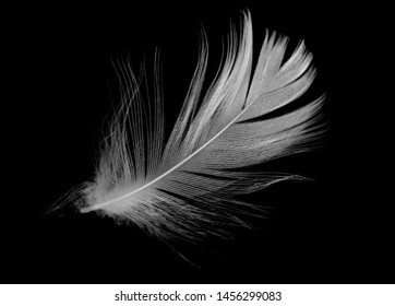 Beautiful White Feather Floating Air Isolated Stock Photo 1456299083 