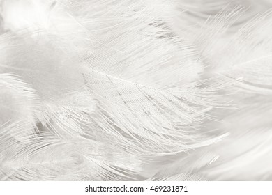 Beautiful white feather texture background - Shutterstock ID 469231871
