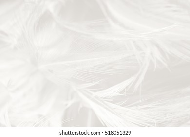 Beautiful White Feather Texture Background