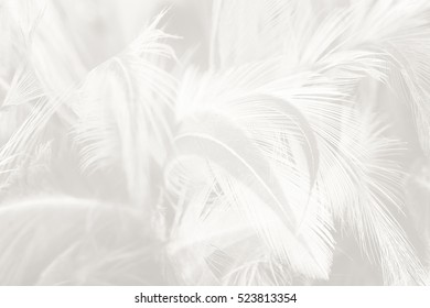 Beautiful white feather texture background - Shutterstock ID 523813354