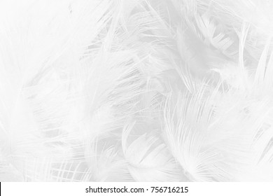 Beautiful White Feather Texture Background