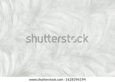Beautiful white feather wool pattern texture background