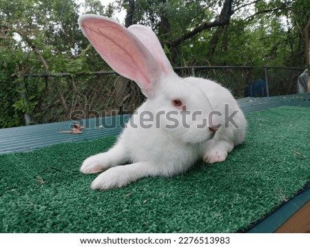 Beautiful white Flemish Giant rabbit