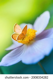 Beautiful white flower anemones in fresh spring morning on nature and orange butterfly on green background, macro with soft focus. Elegant amazing artistic image.