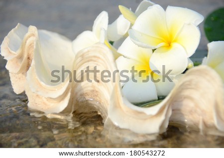 Beautiful white flower in conch shell on the nice sand beach and clear sea water
