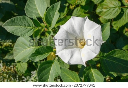 A beautiful white flower is an devil's trumpet or angel's trumpet. Latin name Datura metel. Taken in close-up, selective focus