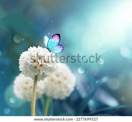 Beautiful white flower fresh spring morning on nature and butterfly on blue background. Spring, summer concept