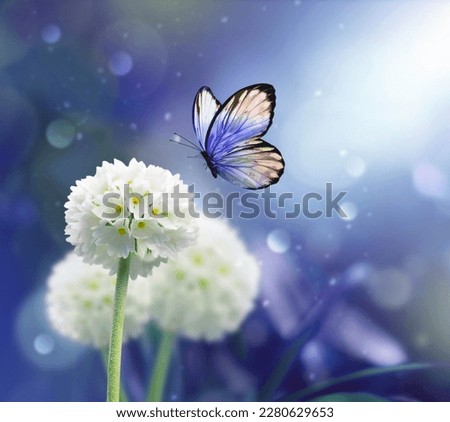 Beautiful white flower fresh spring morning on nature and butterfly on blue background. Spring, summer concept
