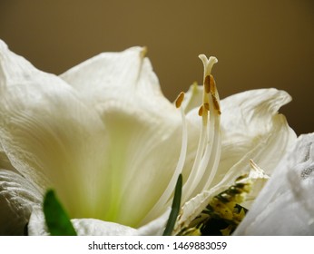 Beautiful White Flower Gynoecium Closeup.
