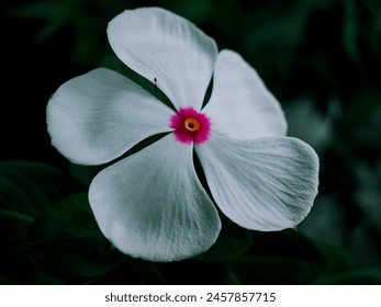 Beautiful white flower, macro photography flower - Powered by Shutterstock