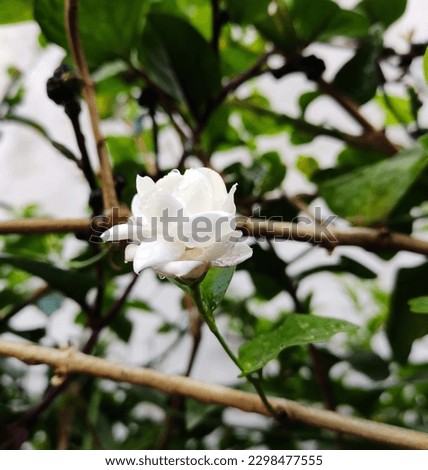 beautiful white flower of mogra or motiya or jasmine 