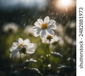 a beautiful white flower in the morning lights but heavy rain so refreshing