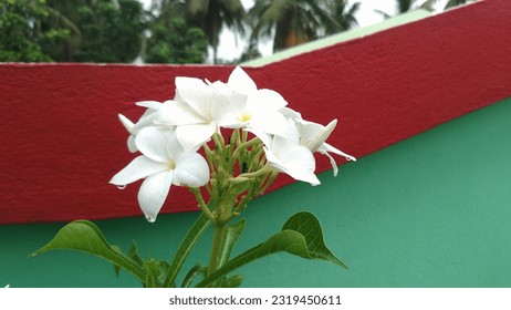 Una hermosa flor blanca