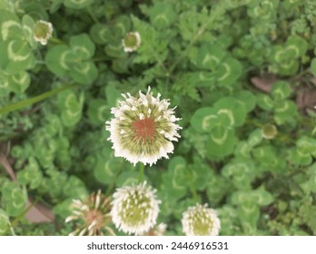 beautiful white flower, whie flower, white flower with green leaf