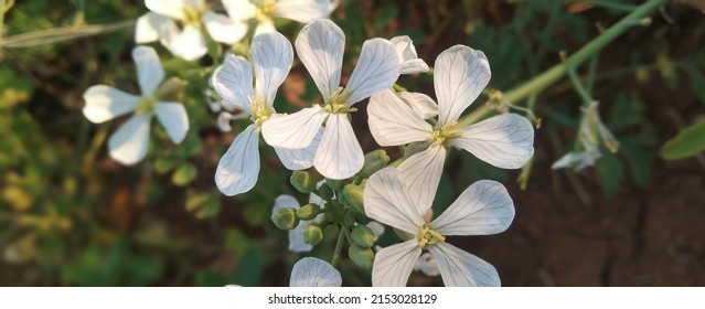  Beautiful White Flower Of Wild Radish In Garden