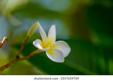 A beautiful white flower with yellow accents stands out against vibrant green foliage, showcasing nature elegance. - Powered by Shutterstock