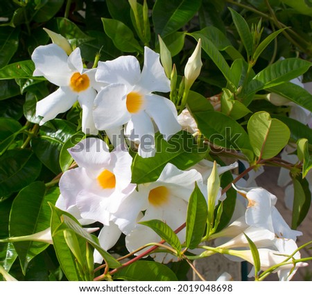 Beautiful white flowered  Mandevilla (Dipladenia, Brazilian Jasmine, Chilean Jasmine)  Dipladenia splendens Family Apocynaceae  with shiny green foliage adds tropical charm to the summer garden.