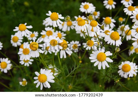 Beautiful White Flowering Camomile Chamaemelum nobile Growing in a Small Herb Garden