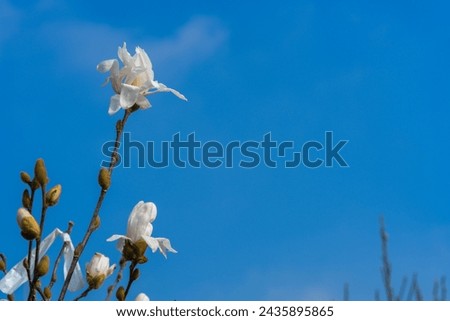 Beautiful white flowering magnolia - flowering tree. Magnolia stellata. Star shape white flowers of magnolia. Spring season, sweet fragrance. Royal star magnolia