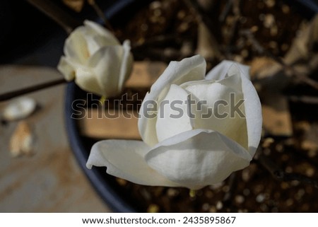 Beautiful white flowering magnolia - flowering tree. Magnolia stellata. Star shape white flowers of magnolia. Spring season, sweet fragrance. Royal star magnolia