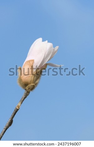 Beautiful white flowering magnolia - flowering tree. Magnolia stellata. Star shape white flowers of magnolia. Spring season, sweet fragrance. Royal star magnolia	
