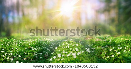 Beautiful white flowers anemones in spring and shining bright sun in nature in forest . Spring morning forest landscape with flowering primroses, soft selective focus in foreground.