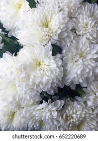 Beautiful white flowers asters