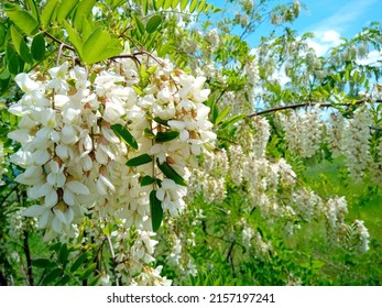 Beautiful white flowers of black locust (Robinia pseudoacacia), bloosoming acacia tree with flowers in form of clusters.
