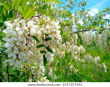Beautiful white flowers of black locust (Robinia pseudoacacia), bloosoming acacia tree with flowers in form of clusters.