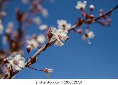 Beautiful white flowers and buds, spring blossom on the blue sky - Shutterstock ID 1058812754