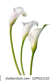 Beautiful white flowers Calla isolated on a white background. - Shutterstock ID 1299221110