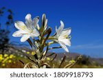 Beautiful white flowers of the desert lily in bloom in California desert.