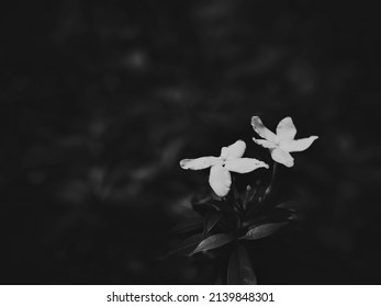 Beautiful white flowers explaining rule of odd 