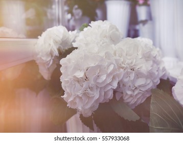 Beautiful White Flowers At Floral Shop, Closeup