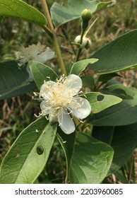 Beautiful White Flowers Of The Guava Or Psidium Guajava. Myrtaceae.