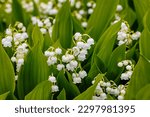 Beautiful White flowers Lilly of The Valley in rainy garden. Lily of the valley (Lily-of-the-valley) white small fragrant flowers in green leaves. Convallaria majalis  woodland flowering plant.