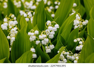 Beautiful White flowers Lilly of The Valley in rainy garden. Lily of the valley (Lily-of-the-valley) white small fragrant flowers in green leaves. Convallaria majalis  woodland flowering plant.