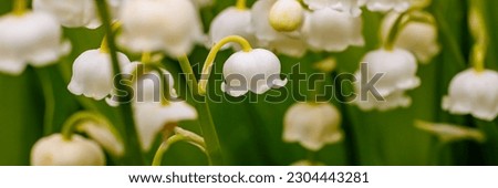 Beautiful White flowers Lilly of The Valley in garden. Lily of the valley (Lily-of-the-valley) white small fragrant flowers in green leaves. Convallaria majalis  woodland flowering plant. Banner.