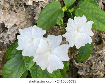 Beautiful white flowers on coral rock