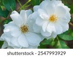 Beautiful white flowers of Rosa moschata in the garden. the musk rose.