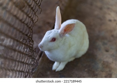 Beautiful White, Fluffy Baby Rabbit Playing Inside The Zoo Cage