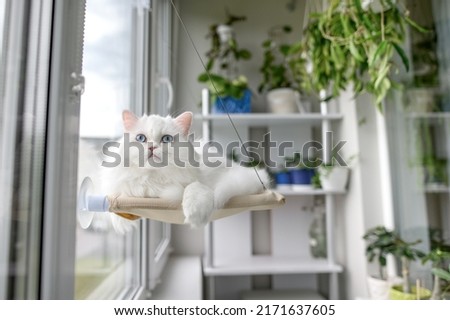 beautiful white fluffy cat resting on a window hanging bed 