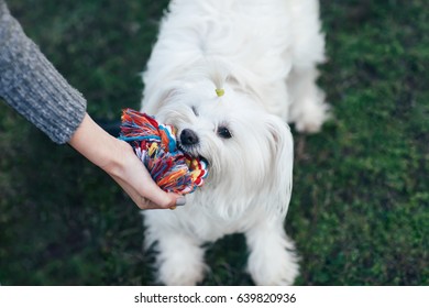 Beautiful white fluffy dog playing with knot rope toy on grass 