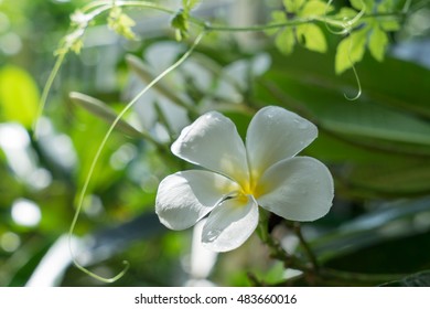 Beautiful white frangipani This photo light - Shutterstock ID 483660016