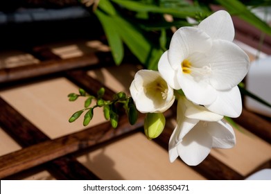 Beautiful White Freesia