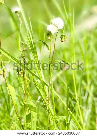 Beautiful white furry crepis biennis, blow-ball,rough hawksbeard flower in the meadow, blurred or bokeh background.A European species of plant in the family Asteraceae.native to Europe and Asia Minor.