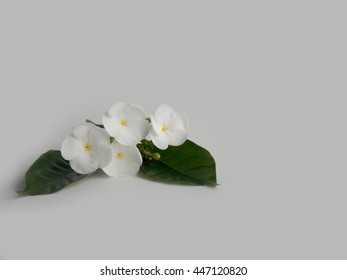 Beautiful White Gardenia Flower Background Stock Photo 447120820